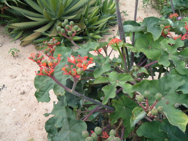 Jatropha1